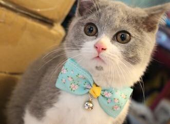 [MPK Cat Bow Ties] Pet Bow Ties in Various Designs, Cats and Dogs Collar Pet Bow Tie