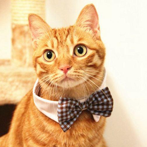 [MPK Cat Bow Ties] Pet Bow Ties in Various Designs, Cats and Dogs Collar Pet Bow Tie