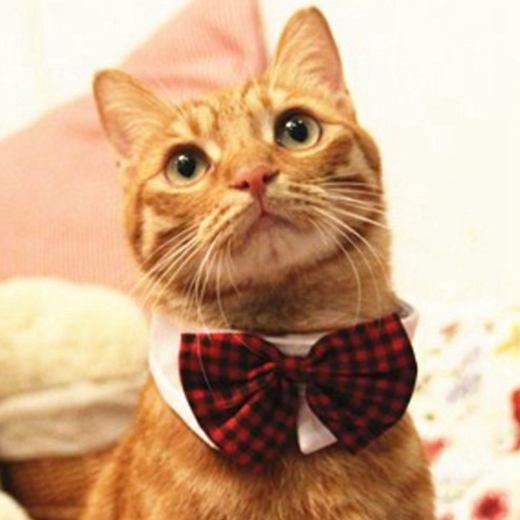 [MPK Cat Bow Ties] Pet Bow Ties in Various Designs, Cats and Dogs Collar Pet Bow Tie