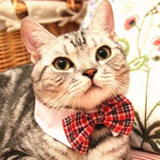 [MPK Cat Bow Ties] Pet Bow Ties in Various Designs, Cats and Dogs Collar Pet Bow Tie