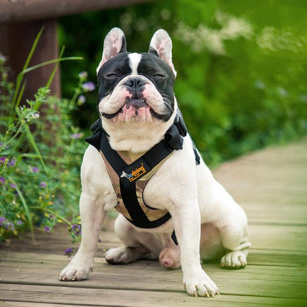 Pet Adjustable Breathable Harness Dog Nylon Vest Breast-band Puppy Halter Chest Strap For Small Medium Dog Traction Supply
