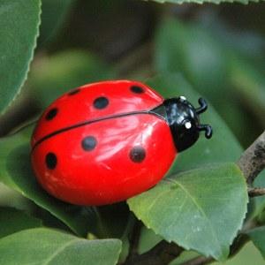 [MPK Cat Toys] Battle Bugs in 4 Designs, Mini Toys For Cats, Ladybug Ladybird, Hornet, Electronic Beetle
