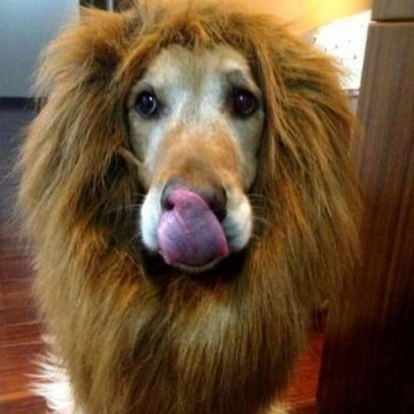 2019 Hot Selling Fancy Dog Accessories For Large Dog Scarf Wig A Dog Breed Lion Dog Costume Big 80cm