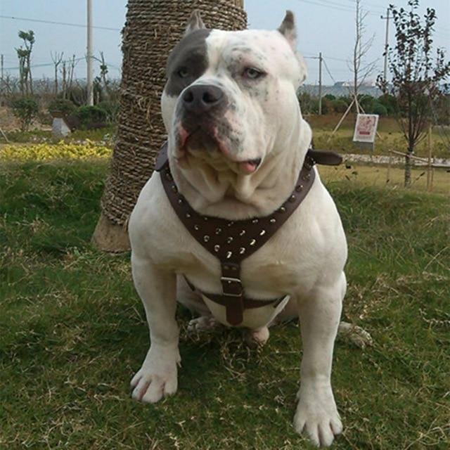 Collar Adjustable Spiked Studded Rivets PU Leather Dog Pet Harness Walking Collar Leash for Pitbull Mastiff  J2Y