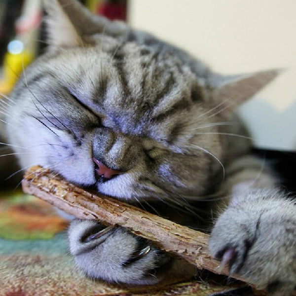 10/15/20 Pcs Cat Teeth Sticks Brushing Pure natural catnip pet cat molar Toothpaste Stick fruit Matatabi cat snacks sticks